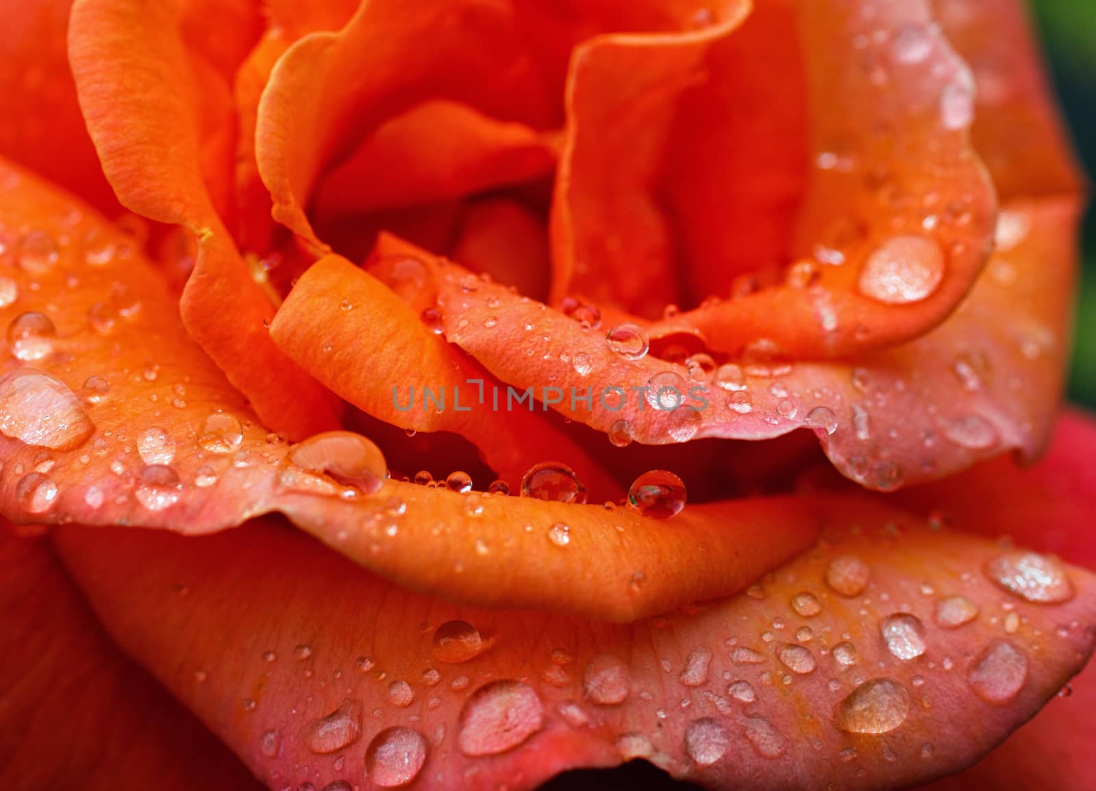 macro image of a red rose petals with dew drops