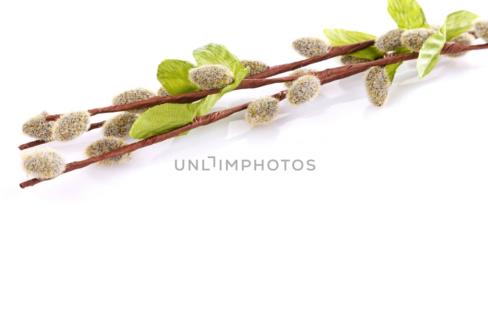 willow branches with cats and leaves isolated on white