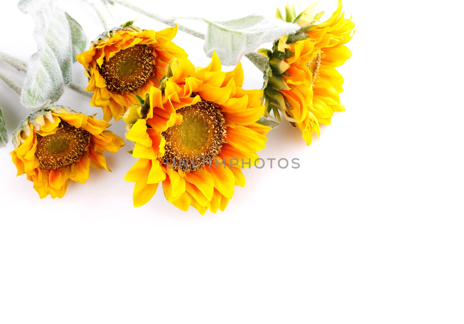 artificial sunflowers isolated  on  white