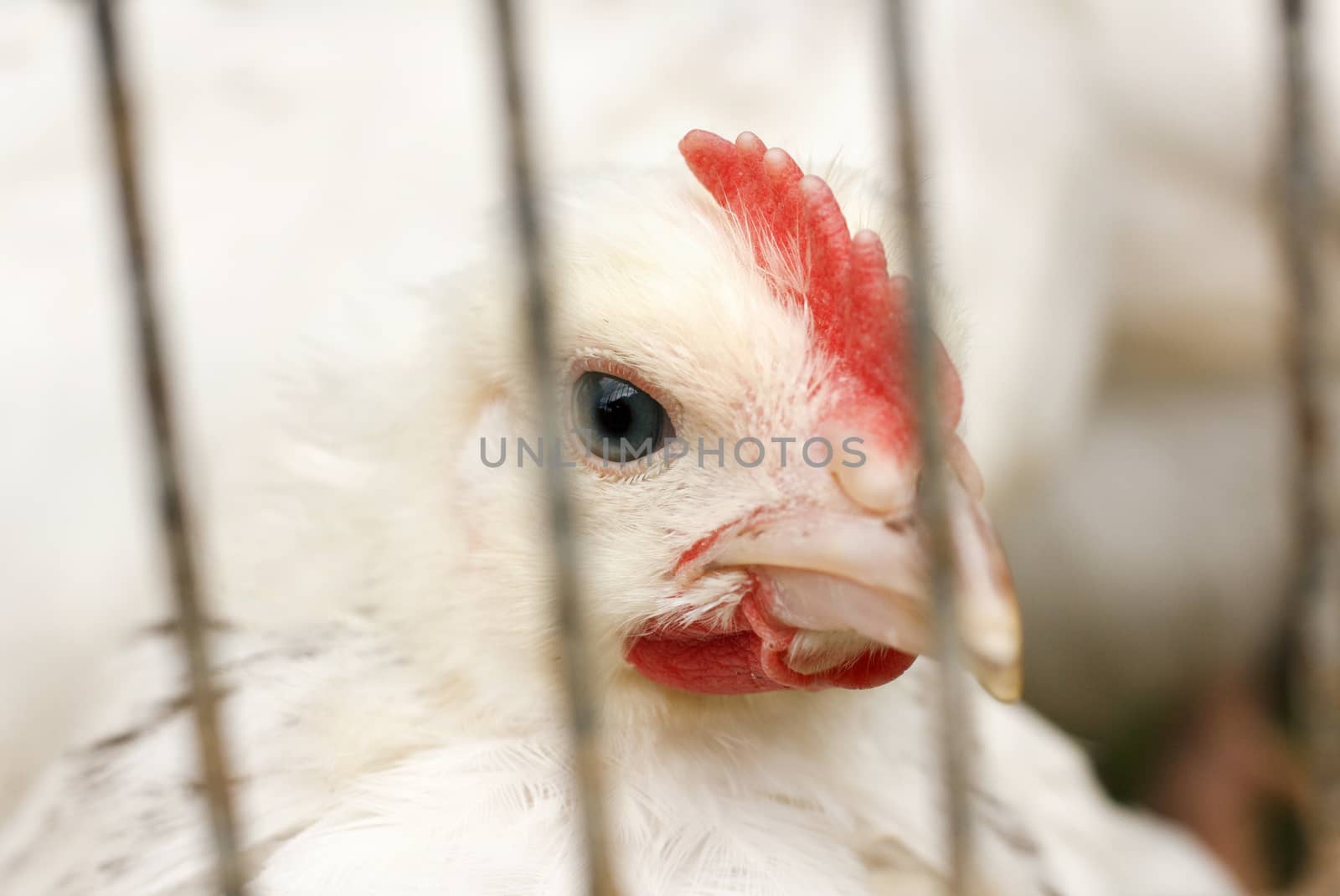 white chicken face
