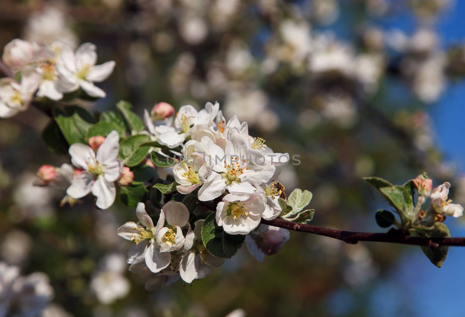 Cherry blossom umbel against garden background