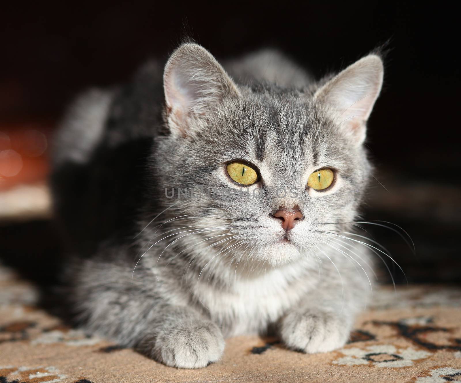 gray cat with yellow eyes plays, preparing to attack