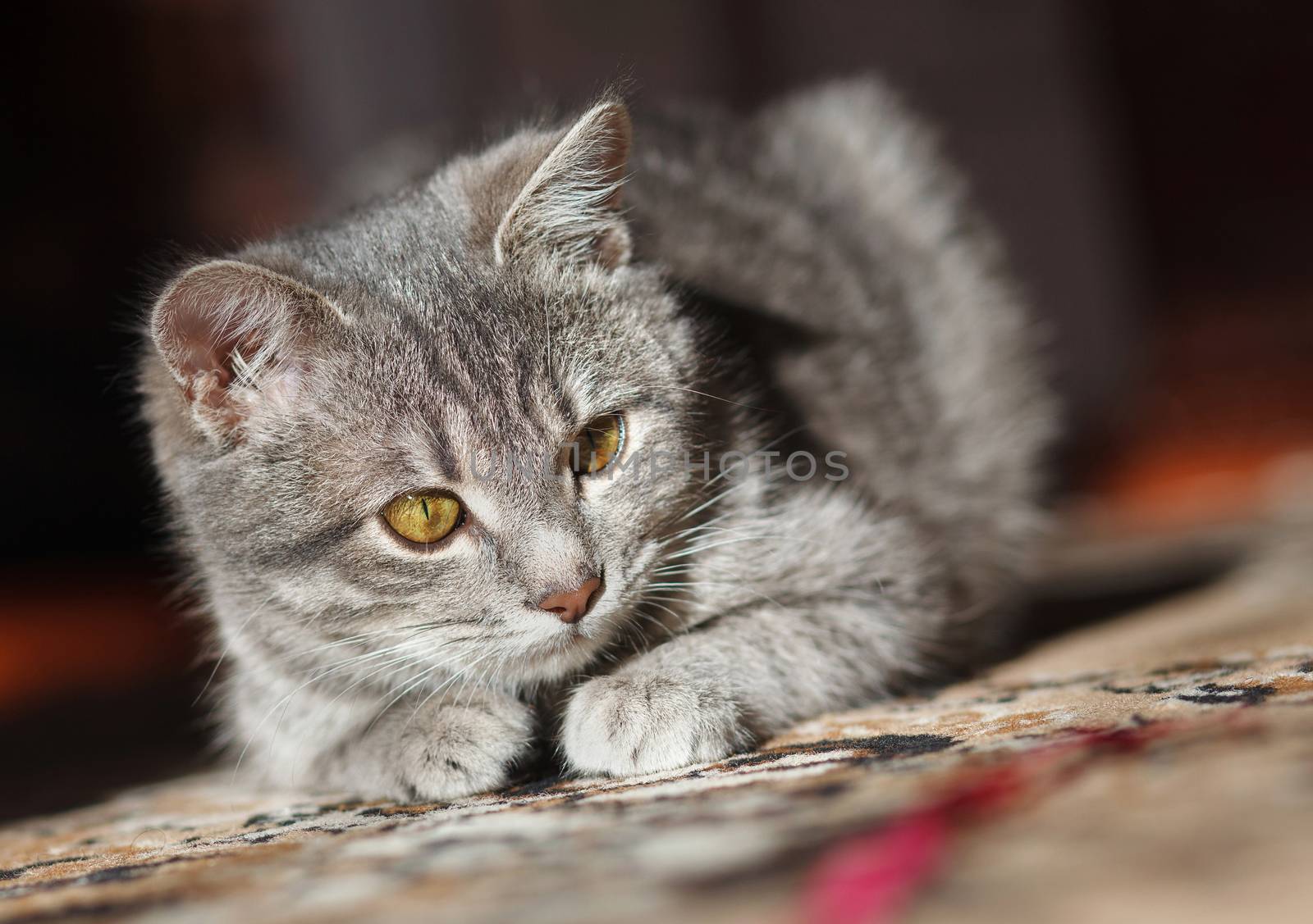 gray striped pussy playing red thread