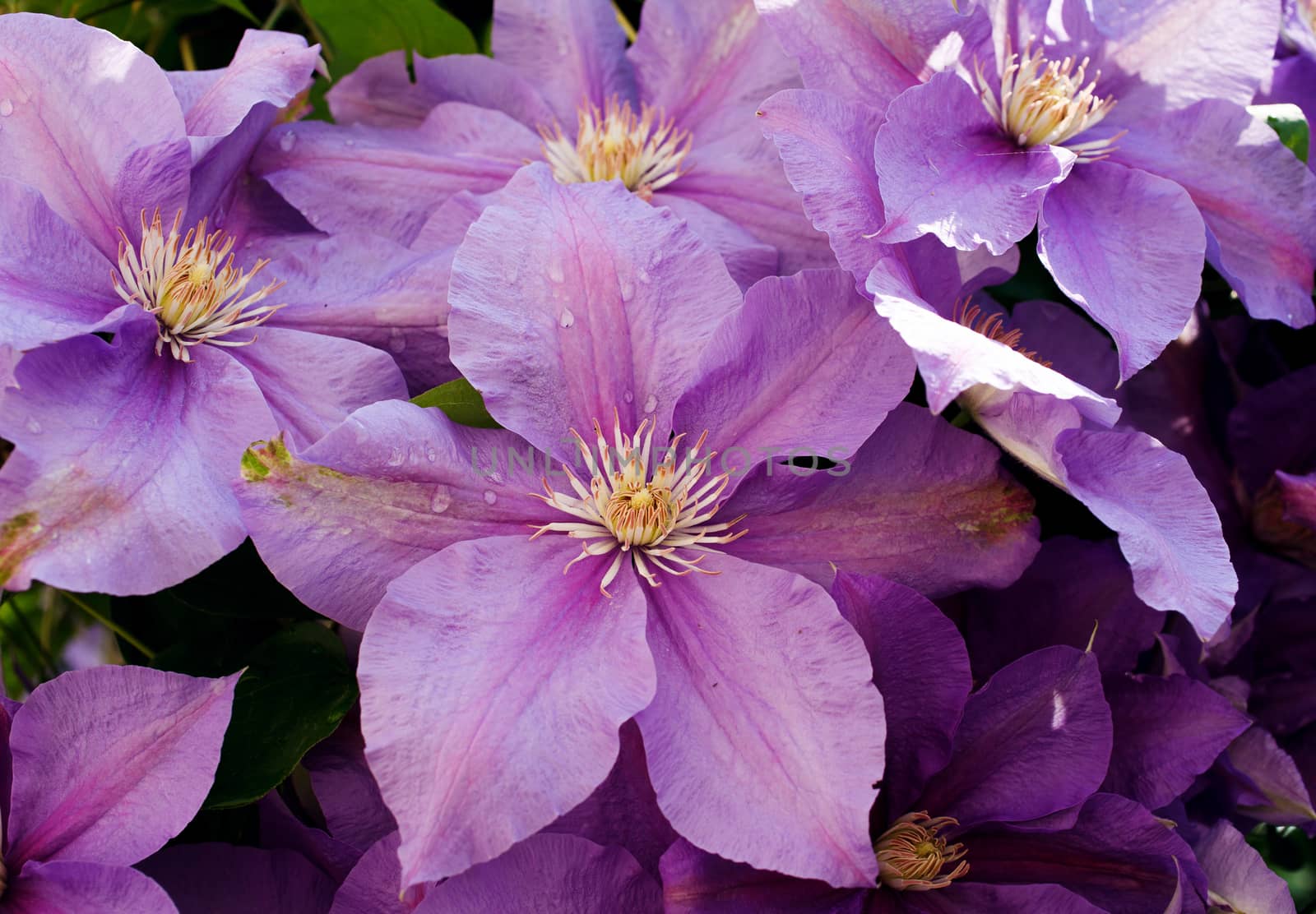 purple flowers with dew drops by serkucher