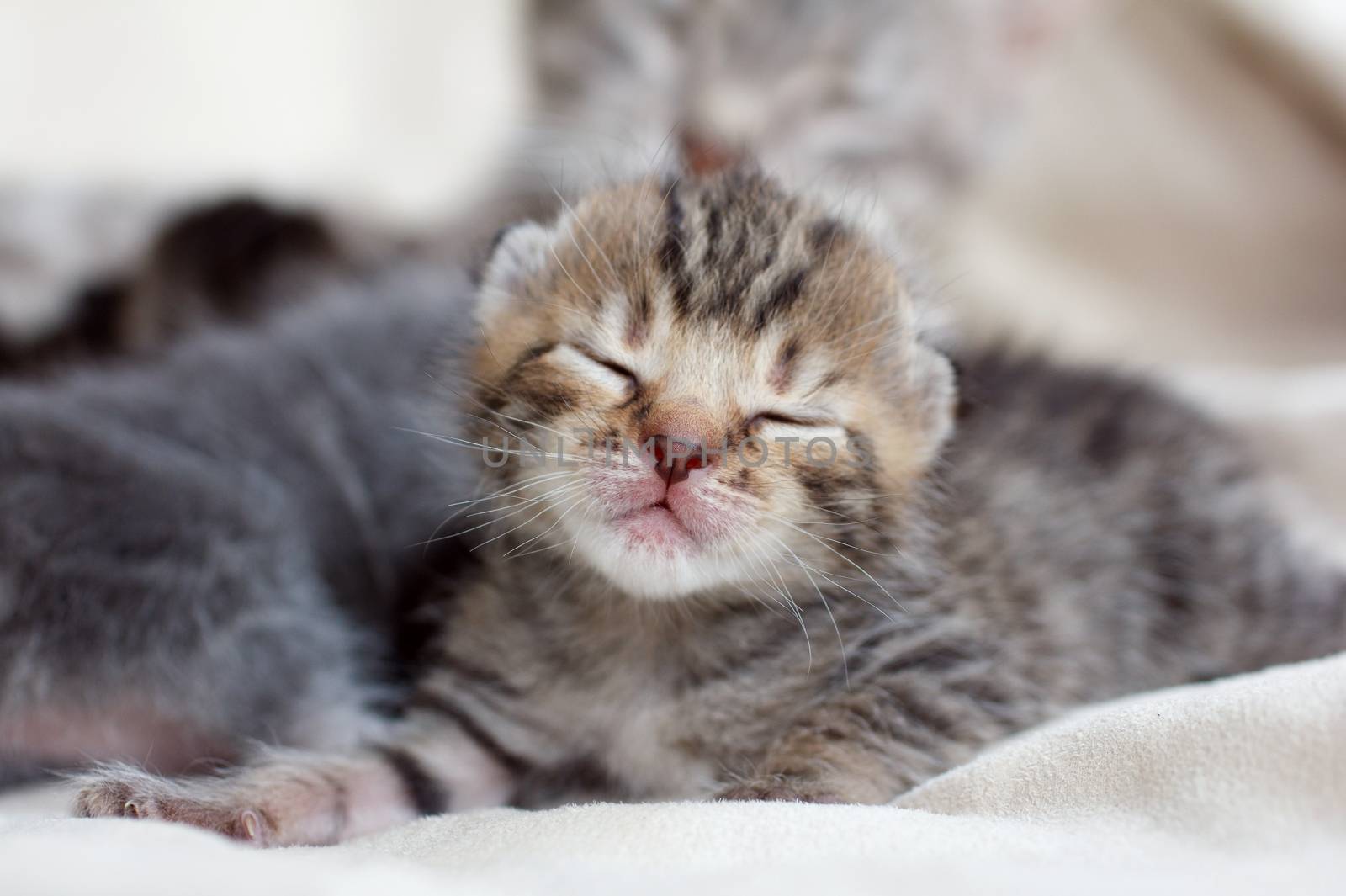 Very small children gray-brown kittens