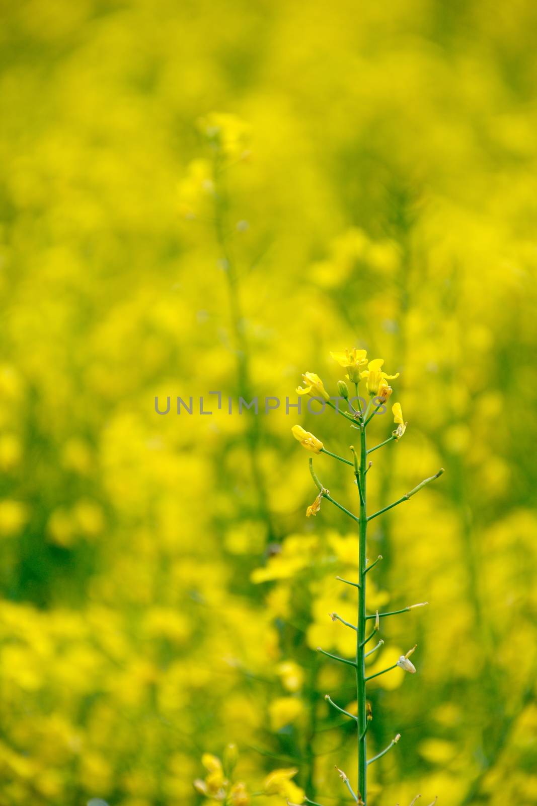 Rape flower