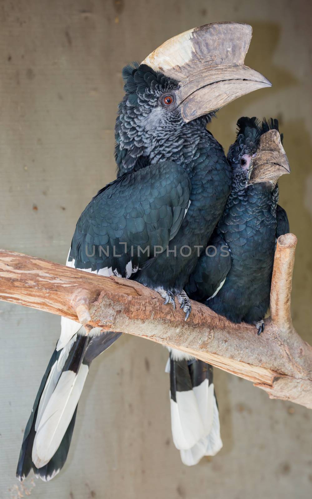 Pair of Black White-casqued Hornbill Birds with huge long beaks 