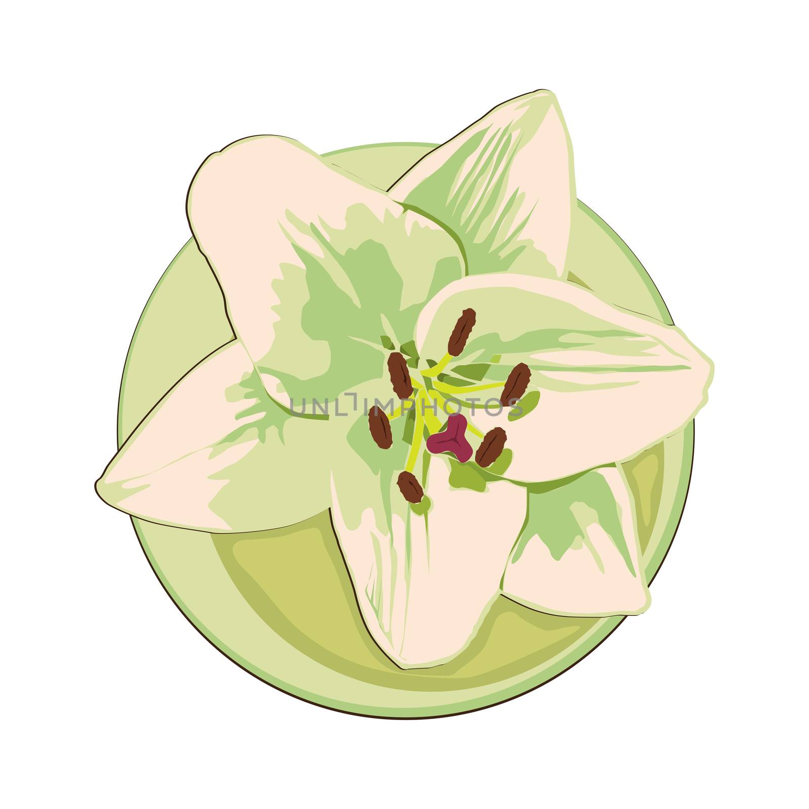 Lily flower clip art isolated on white 