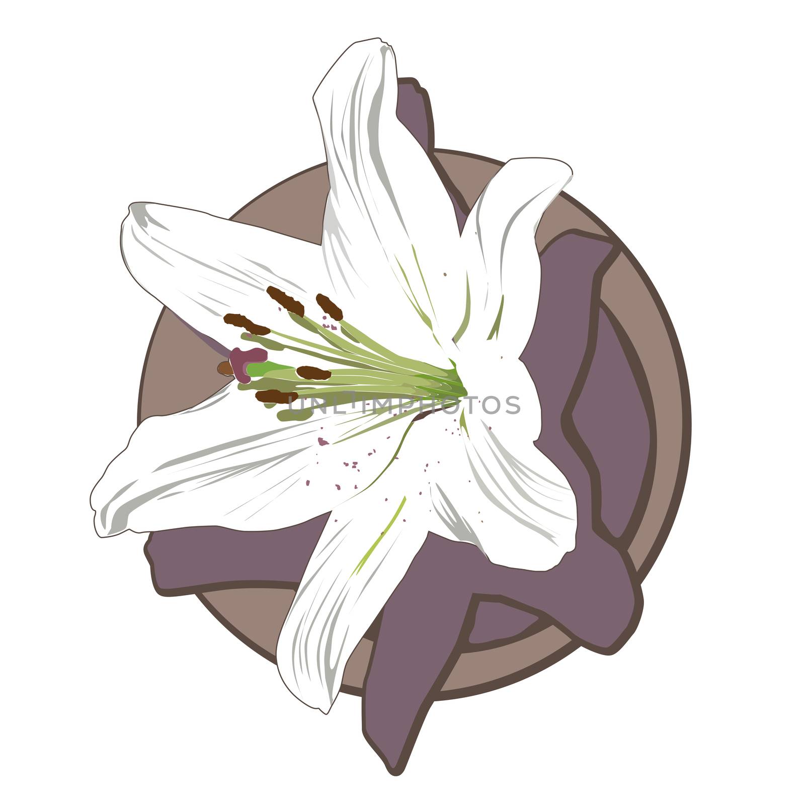 white lily clip art by catacos