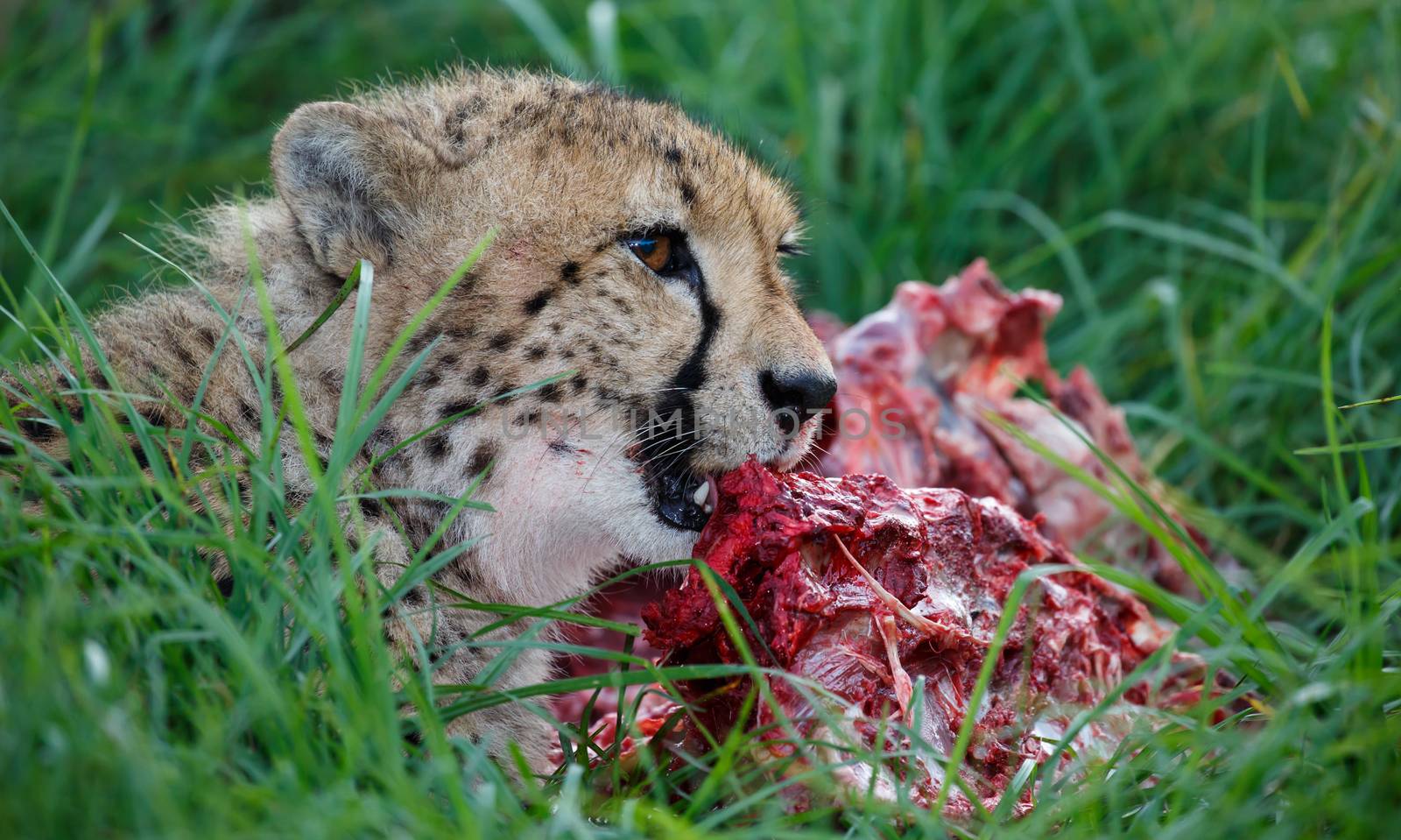 Cheetah wild cat eating from a feshly killed animal