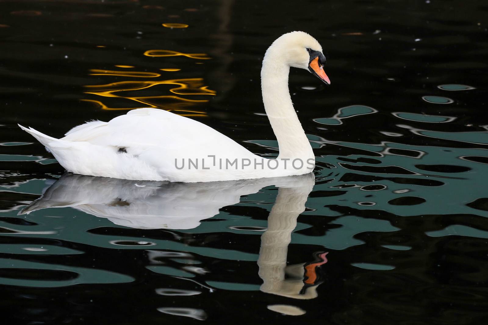 White swan swimming on water with reflection