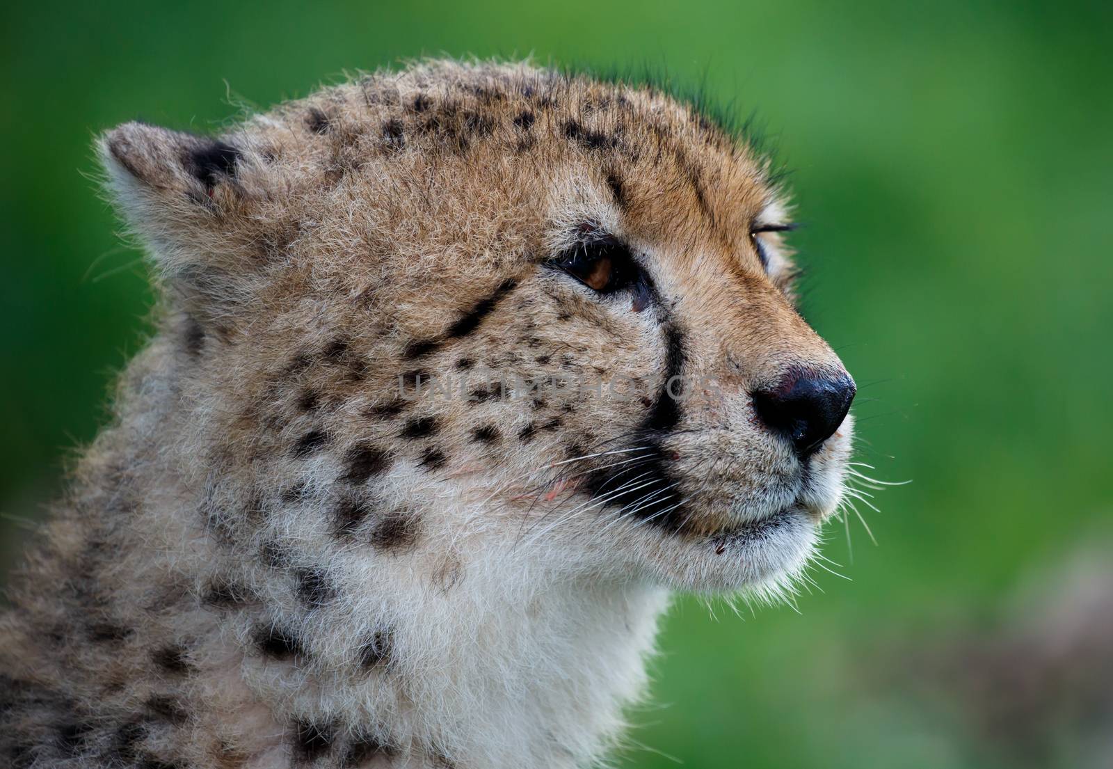 Cheetah Portrait on Green Backround by fouroaks