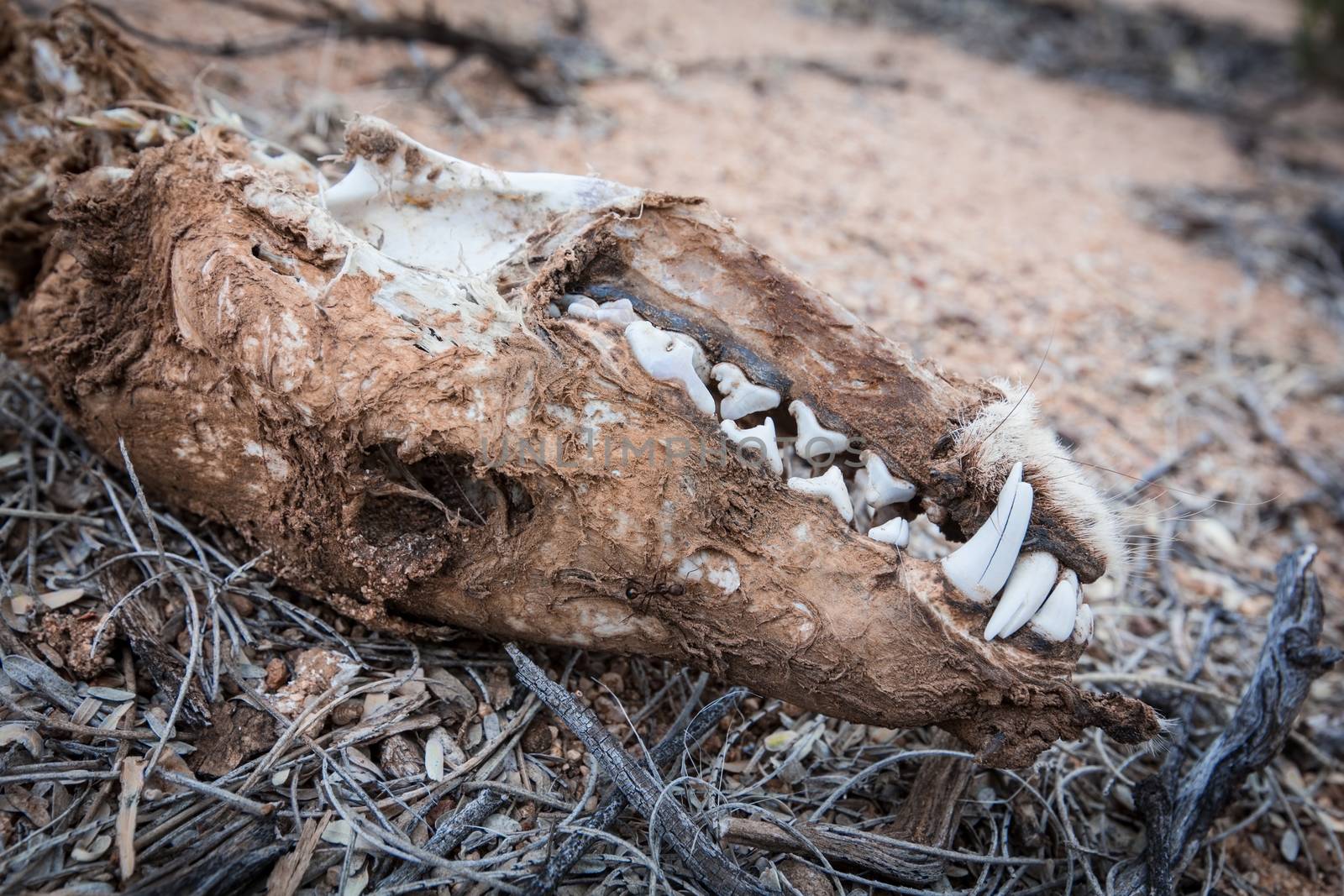 Coyote skull on the ground in desert
