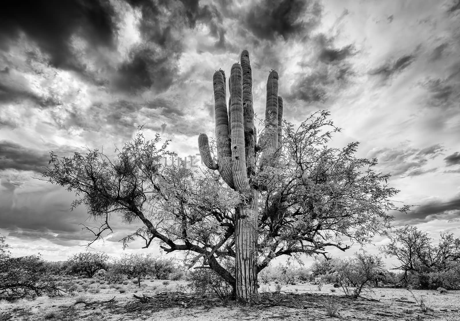 Saguaro and Mesquite Nurse Tree by Creatista