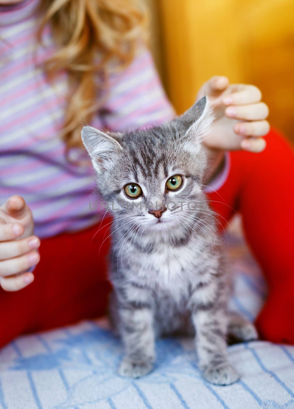 lovely gray pussy kitten is interesting