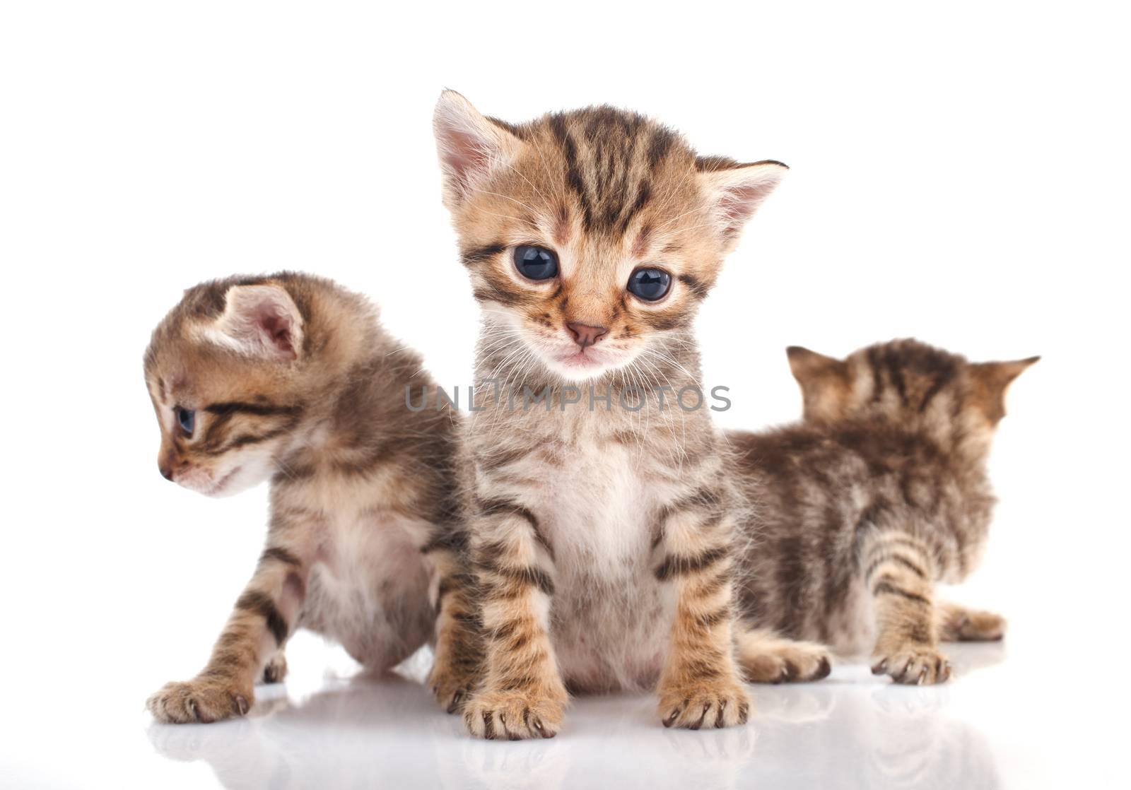 Three  kitten isolated by serkucher