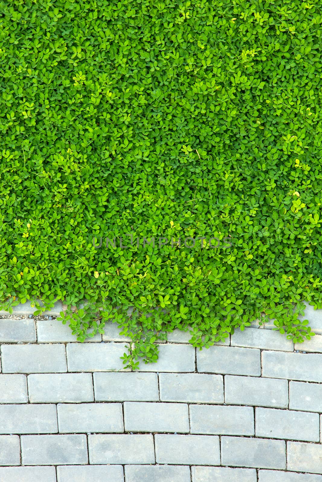 Brick wall and green leaf background