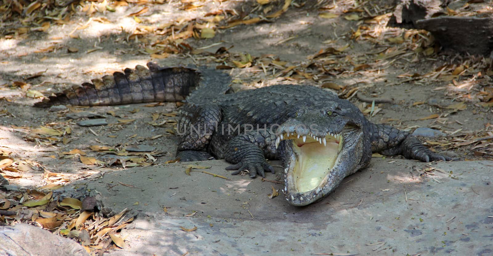 Close-up crocodile resting on ground