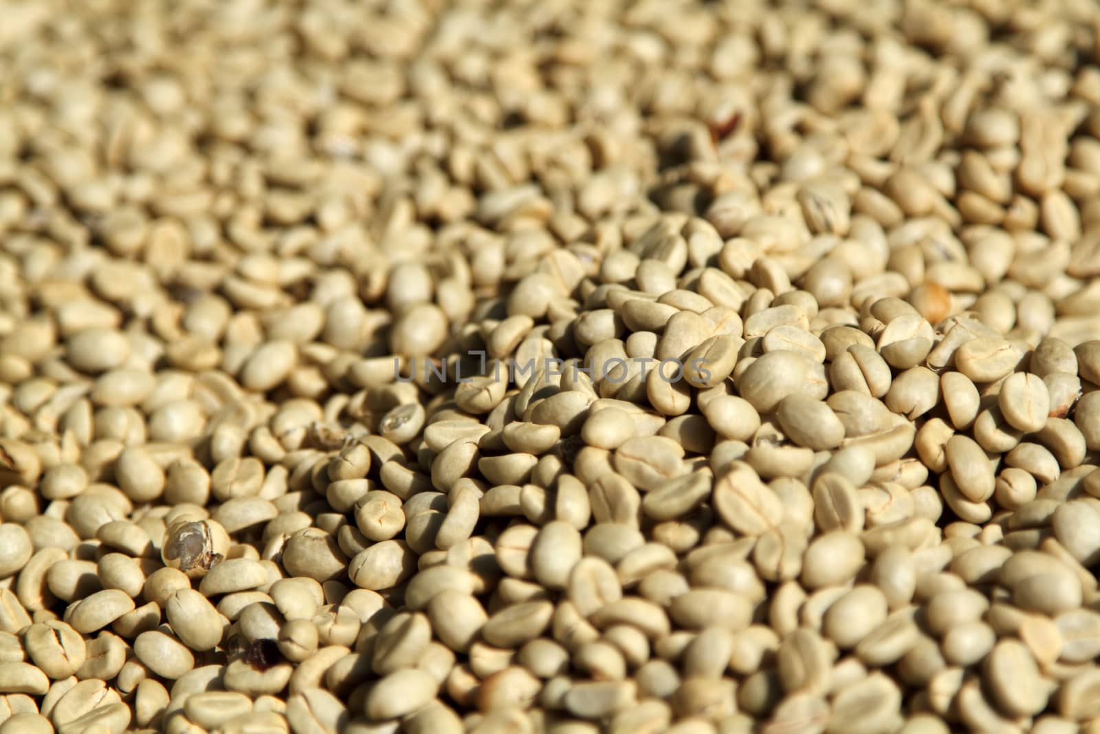 Background texture coffee beans are dried before roasting