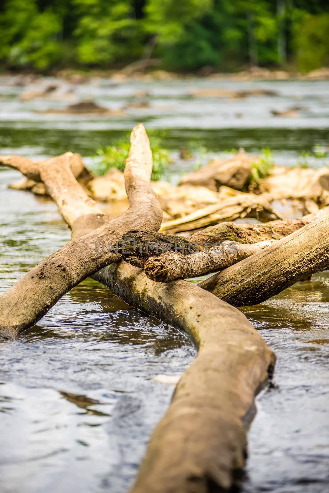 scenes around landsford canal state park in south carolina