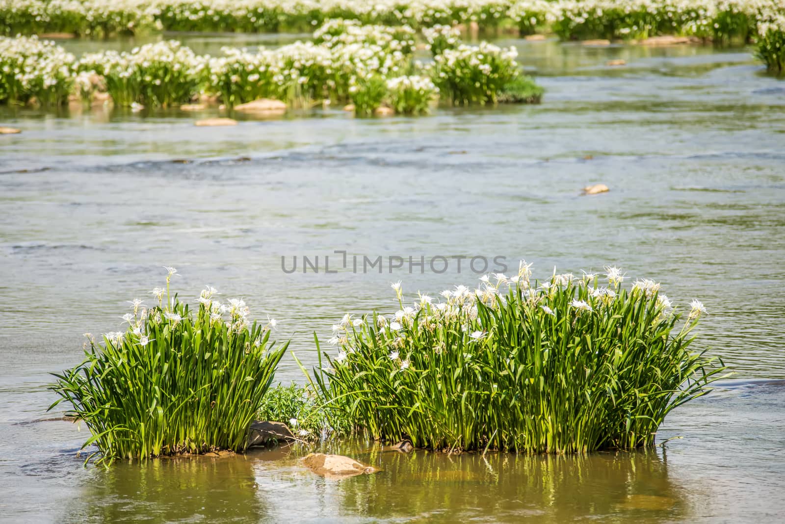 spider water lilies in landsford state park south carolina by digidreamgrafix