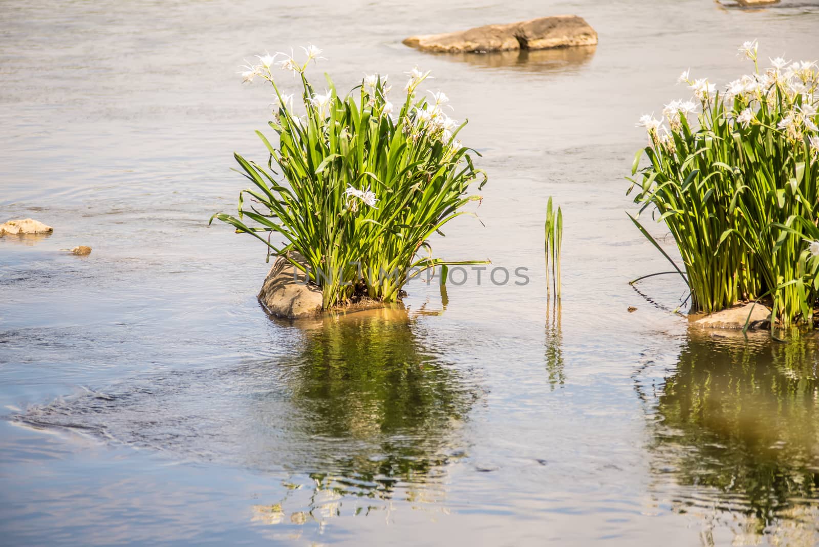 spider water lilies in landsford state park south carolina by digidreamgrafix