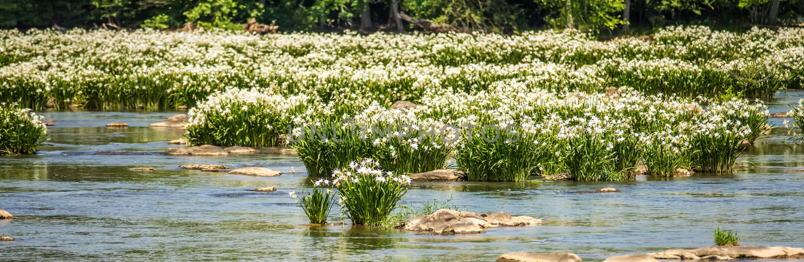 spider water lilies in landsford state park south carolina by digidreamgrafix