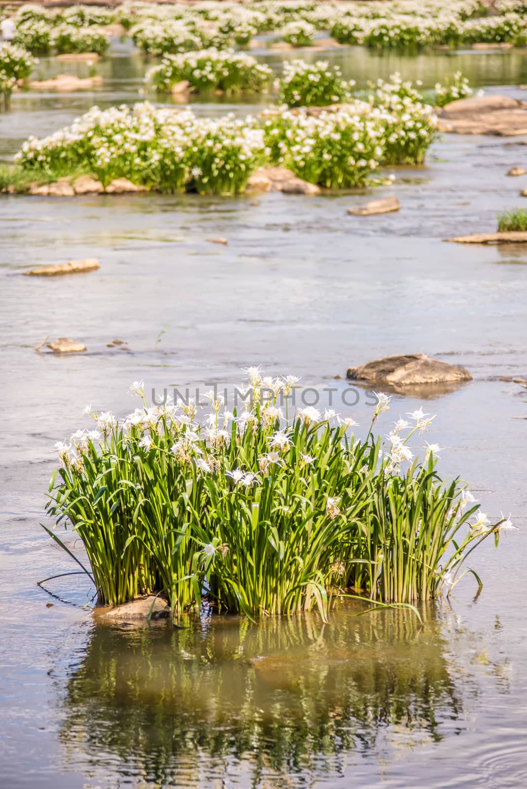 spider water lilies in landsford state park south carolina by digidreamgrafix