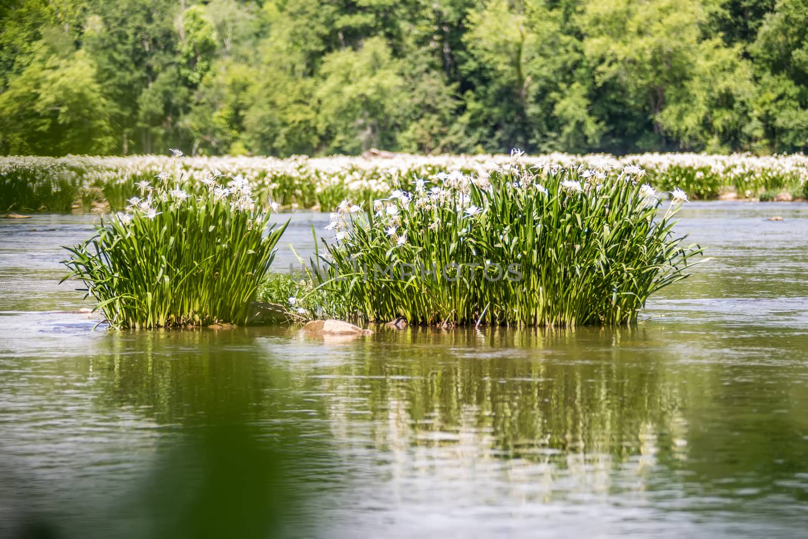 spider water lilies in landsford state park south carolina by digidreamgrafix