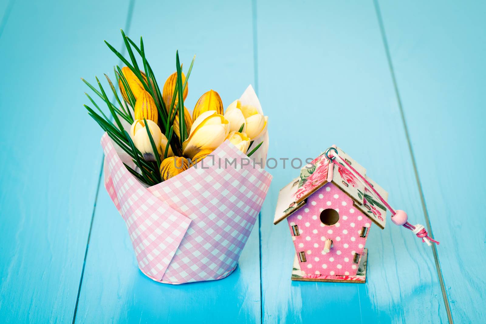 yellow Spring Crocus and birdhouse on blue wooden background