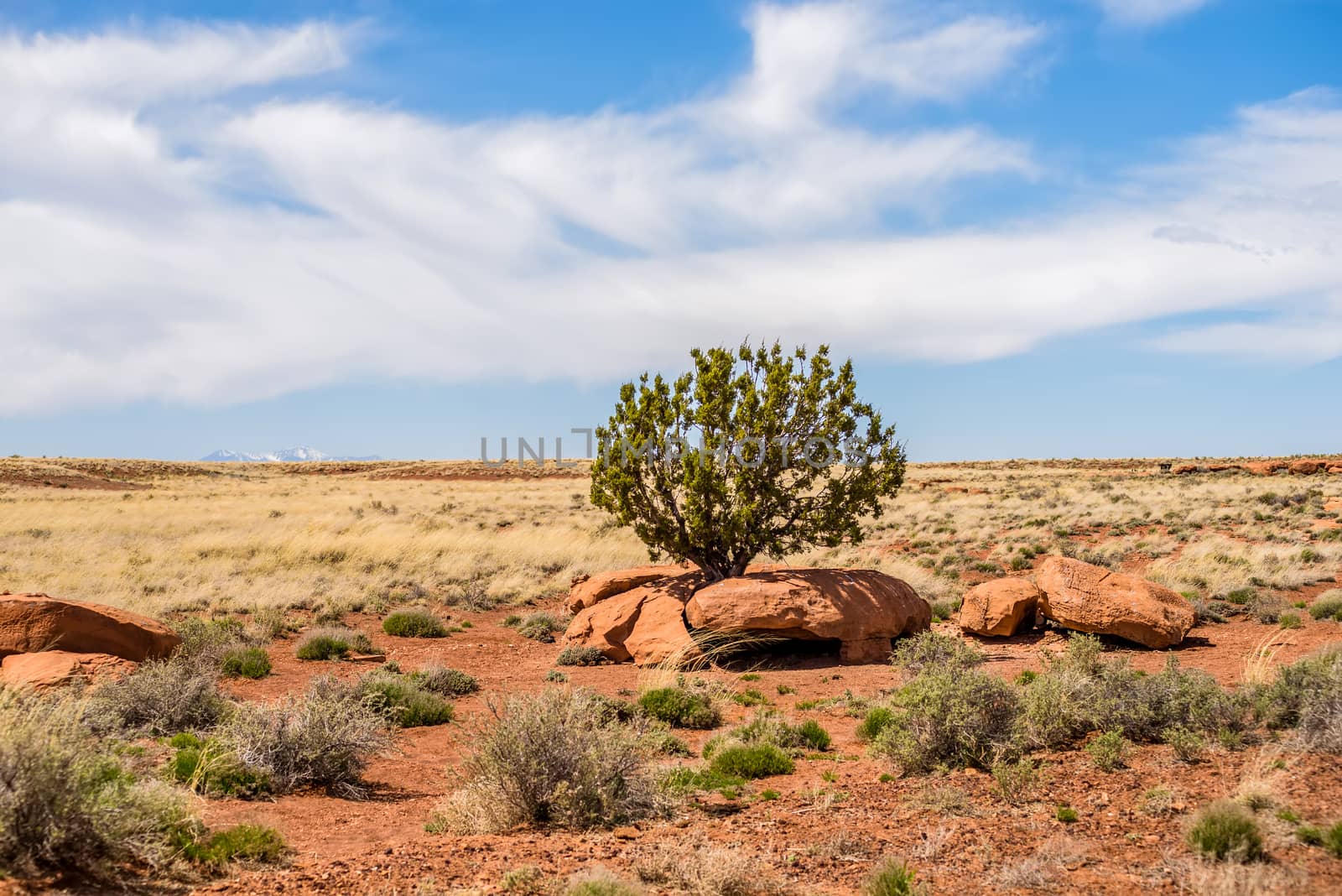 lone tree grwong between rocks in arizona desert