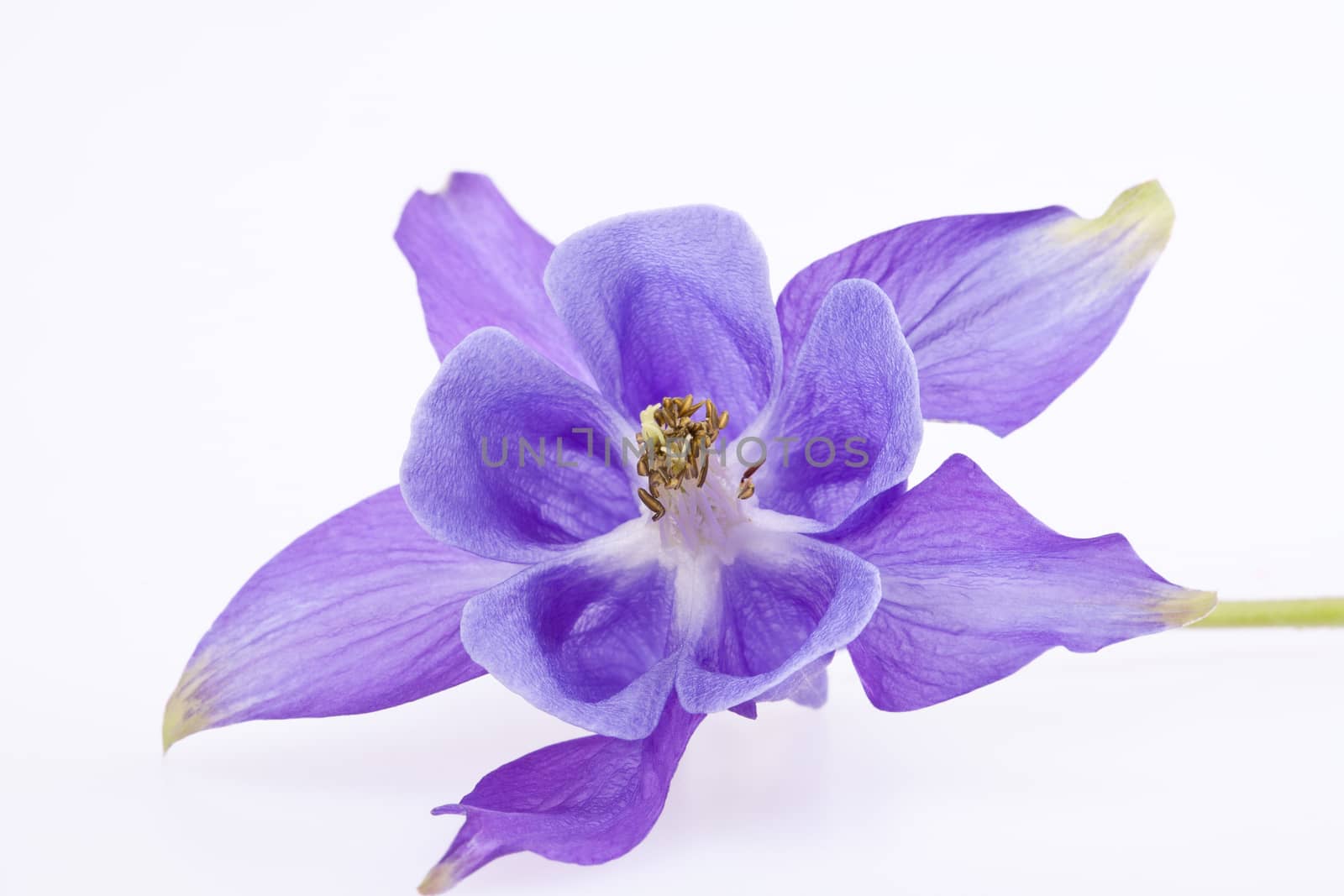 single violet  flower of Aquilegia vulgaris isolated on white background