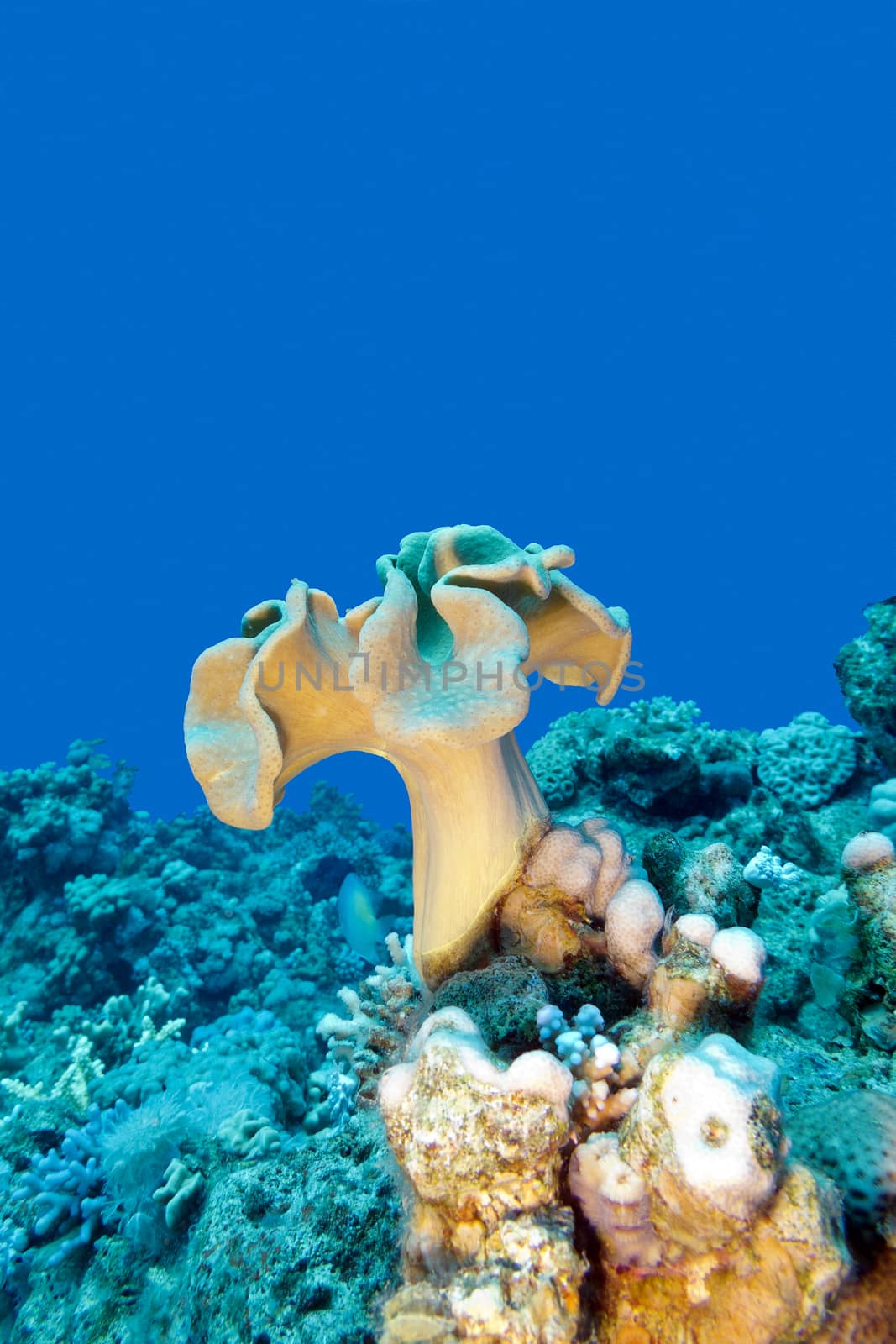 coral reef with mushroom leather coral at the bottom of tropical sea , underwater