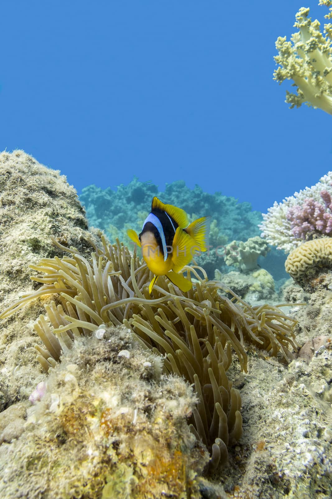 single Clownfish and sea anemone in tropical sea, underwater by mychadre77