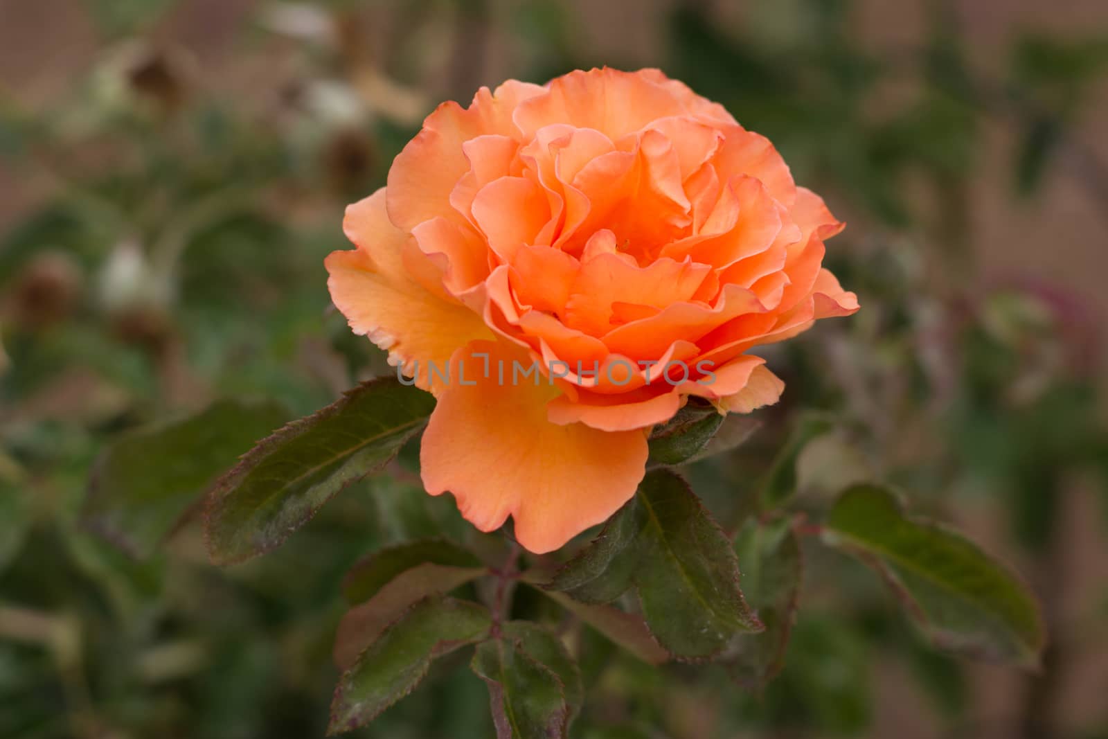 Close up view of a nice orange rose in the garden.