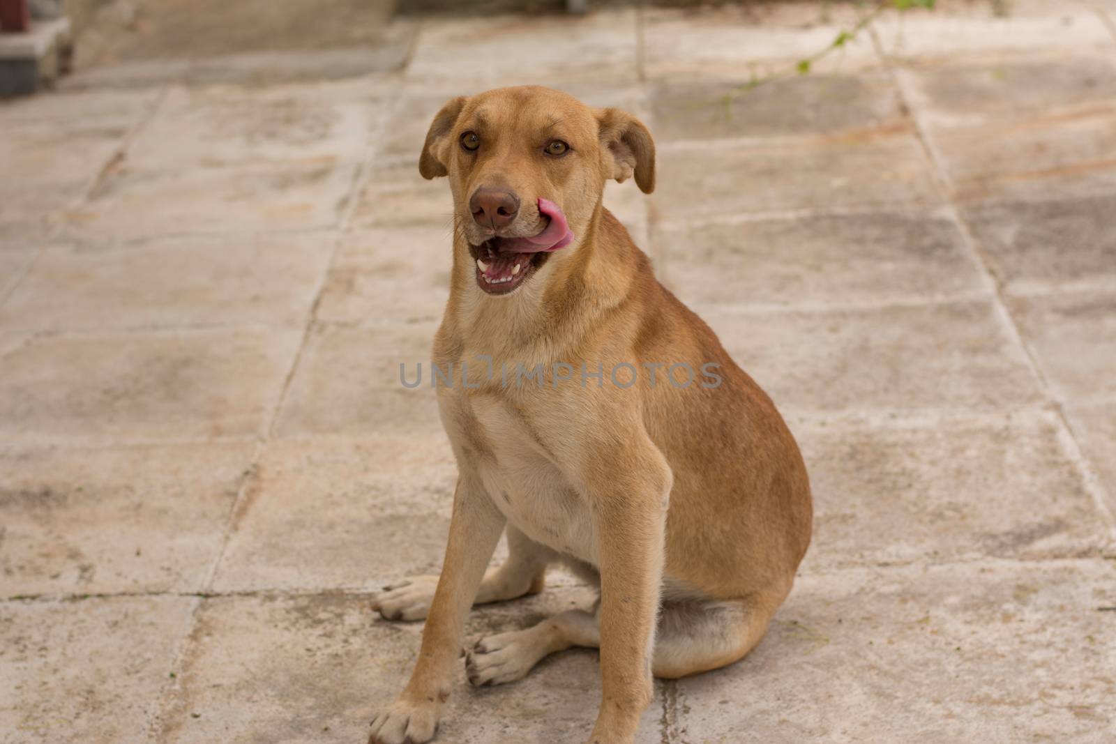 View of a brown dog licking itself, outdoors.