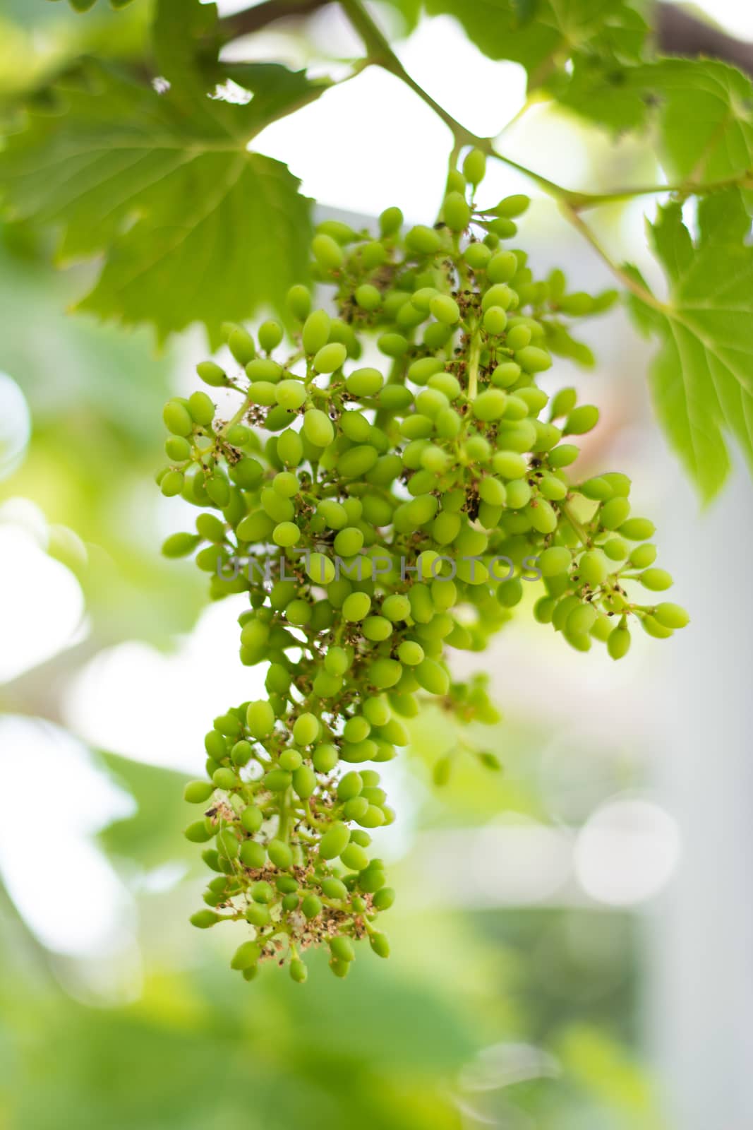 View of pre-mature grapes in the vineyard