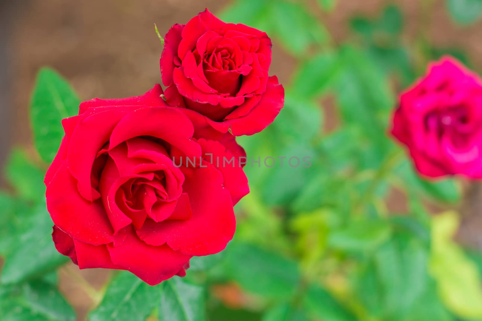 View of two red roses in the garden