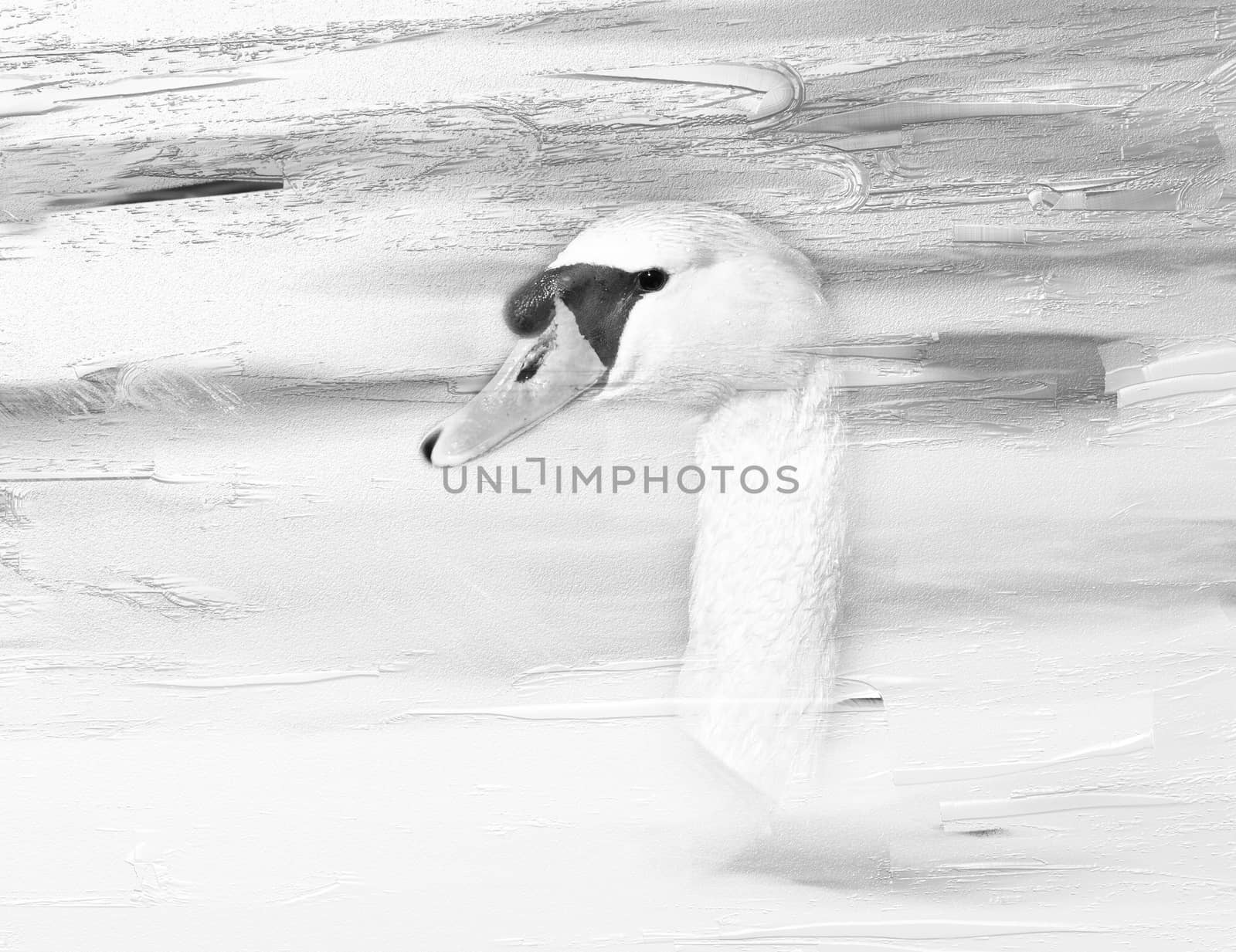 Digital oil painting with closeup of a swan head in black and white, montage.
