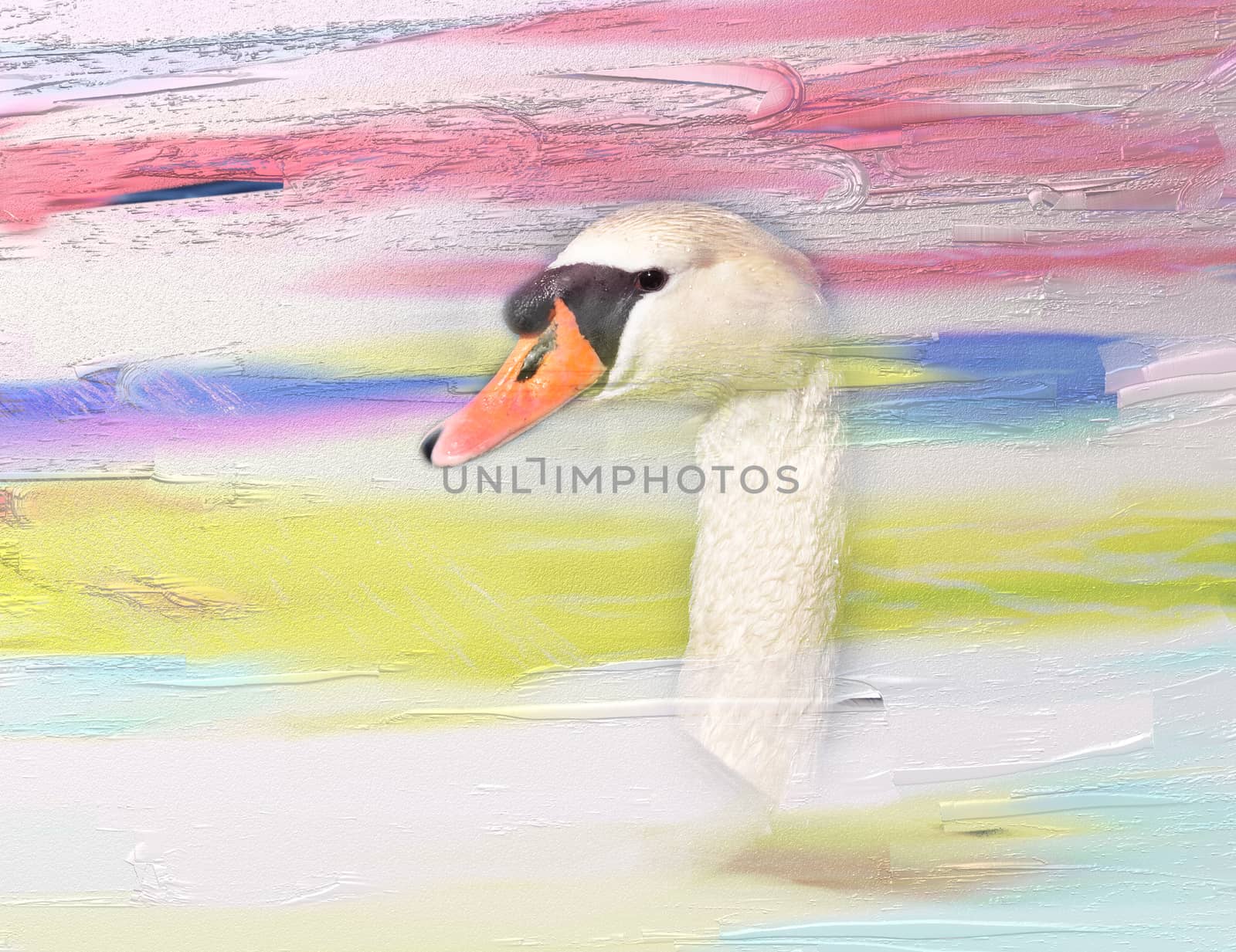 Digital oil painting with closeup of a swan head, montage.