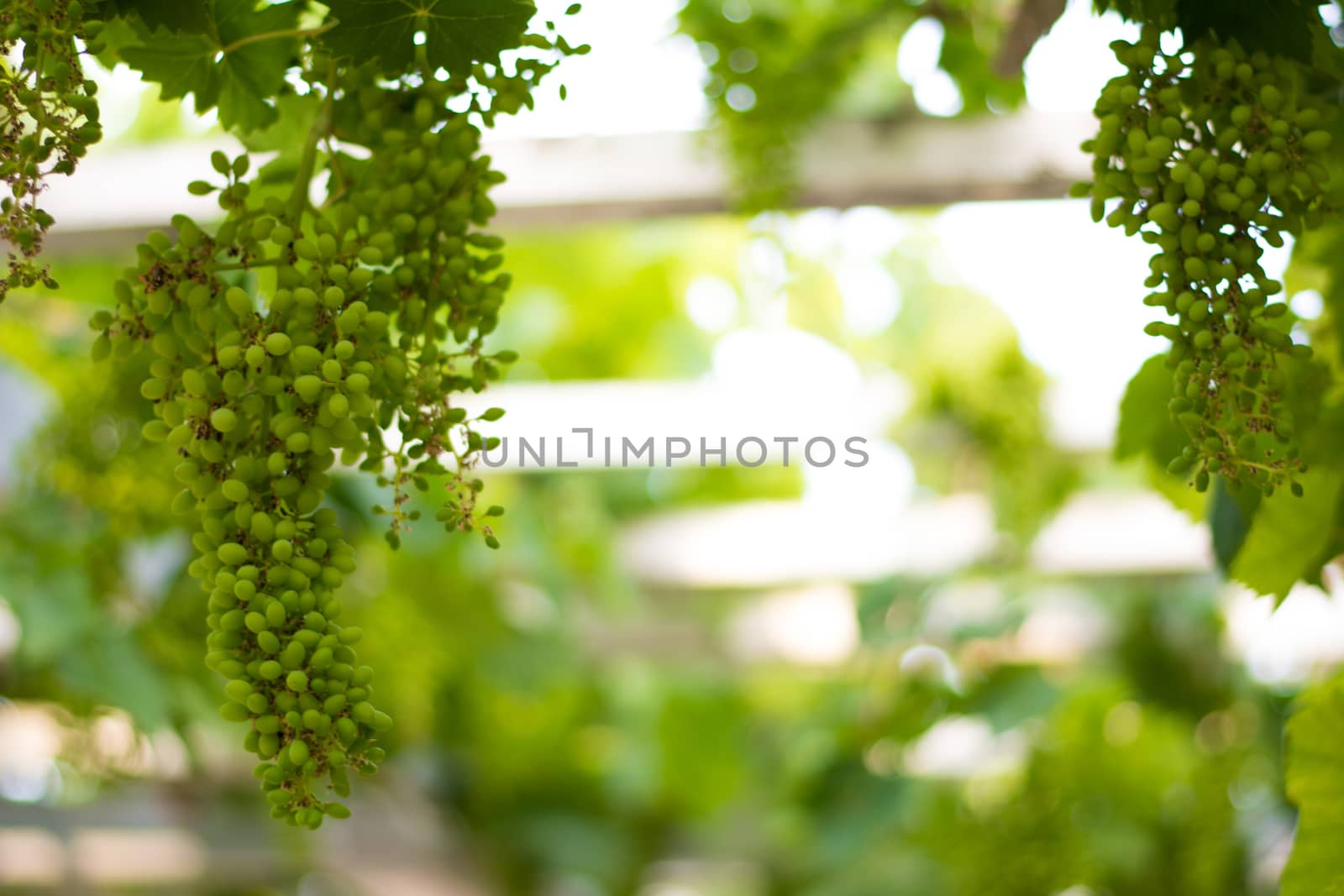 View of pre-mature grapes in the vineyard