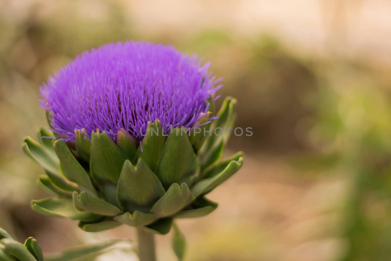 Close up view of an artichoke's flower.