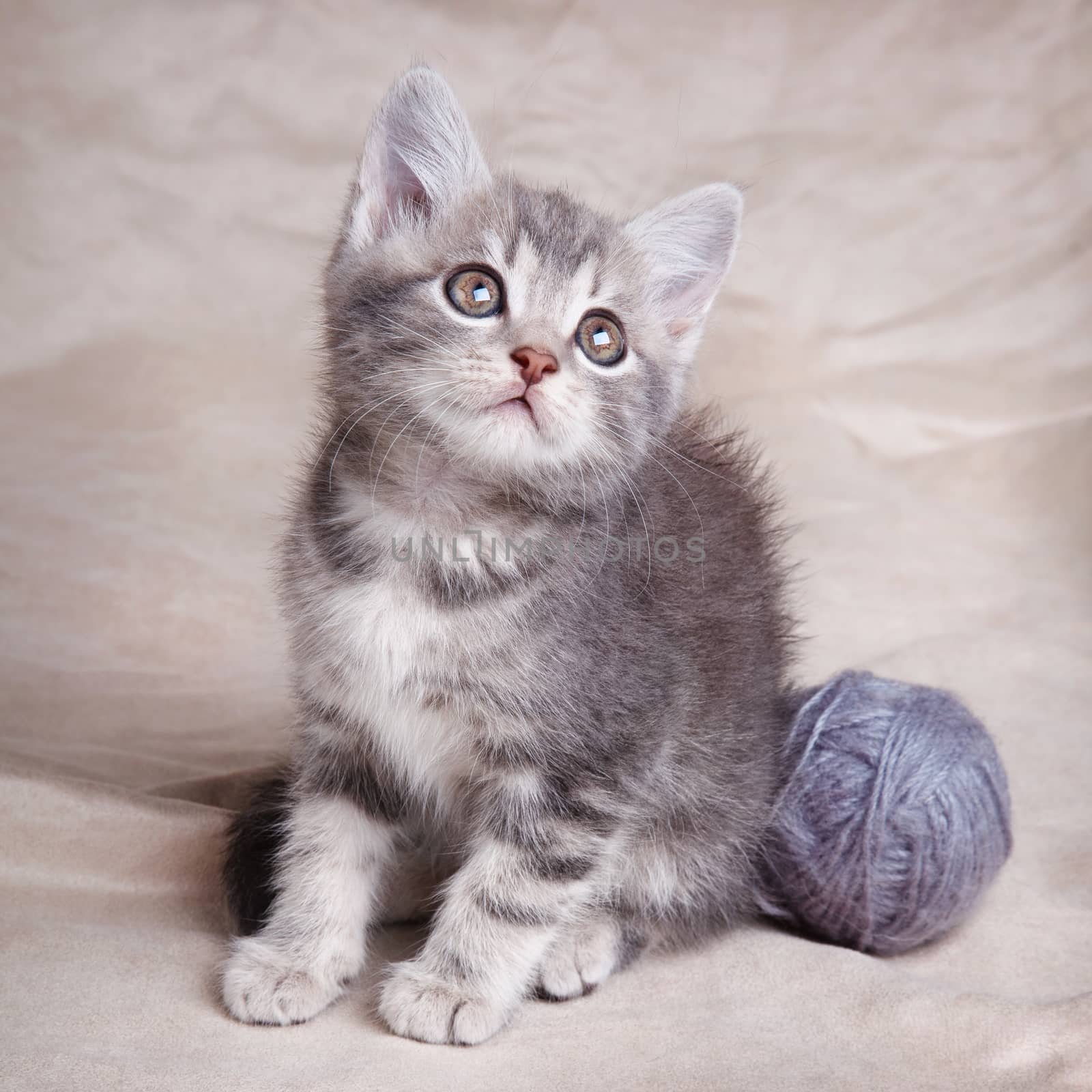 beautiful gray kitten by serkucher