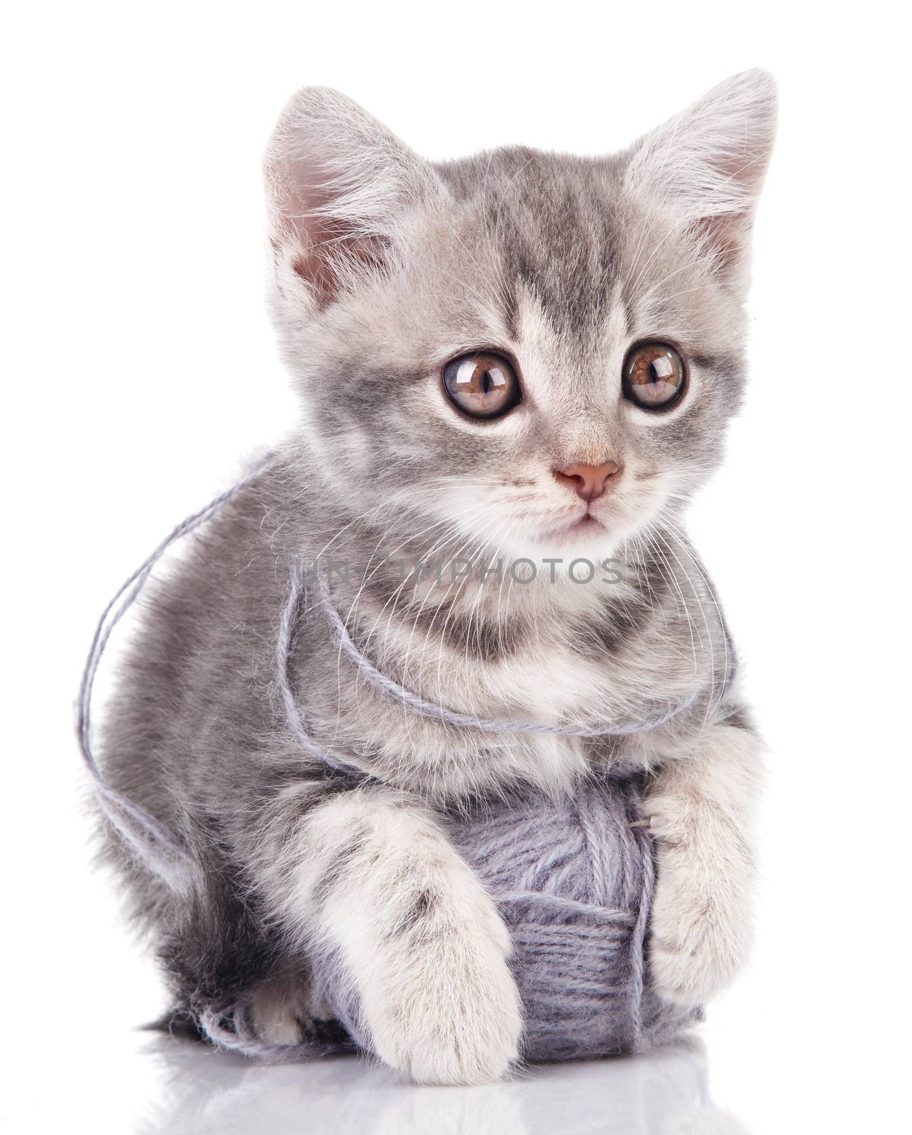 funny gray kitten by serkucher