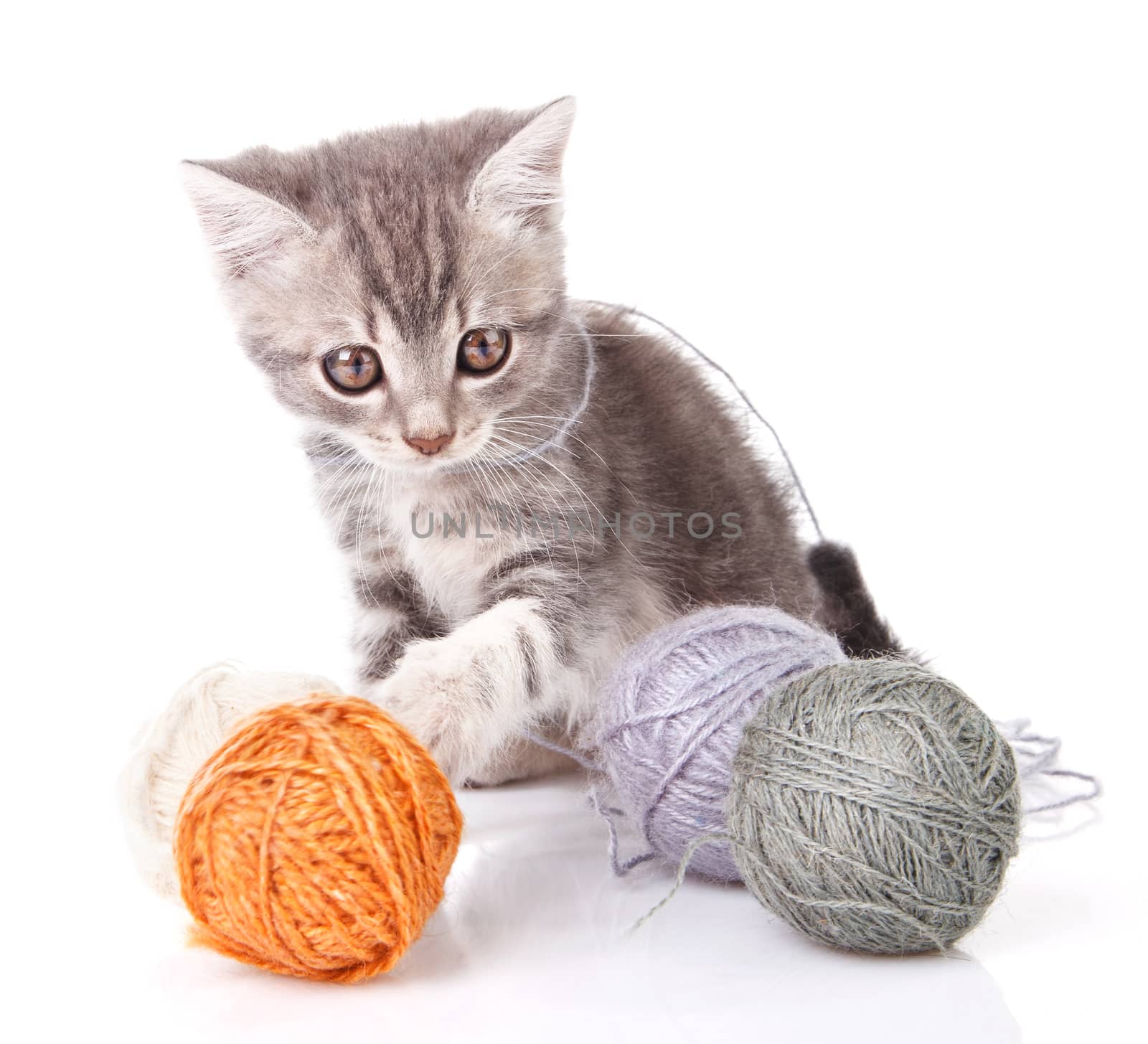 funny gray kitten playing with balls on white background