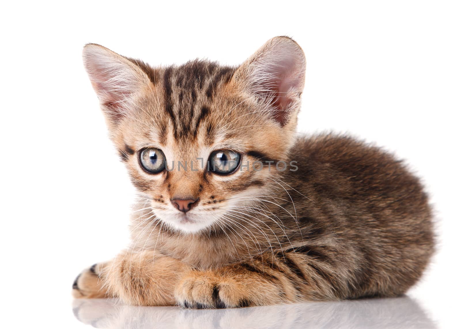 tabby kitten lying on white background