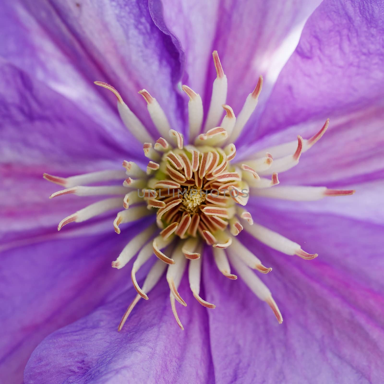 purple flower by serkucher