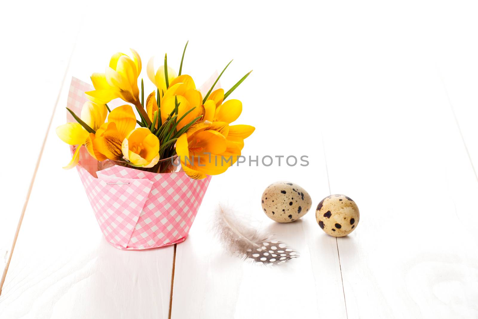 crocus flowers on white wooden background, spring decoration with quail eggs