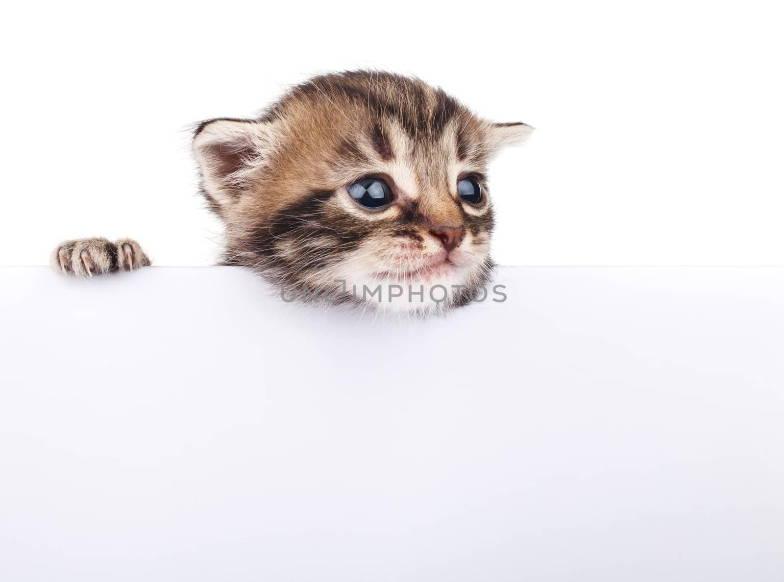 funny little cat  behind white signboard isolated
