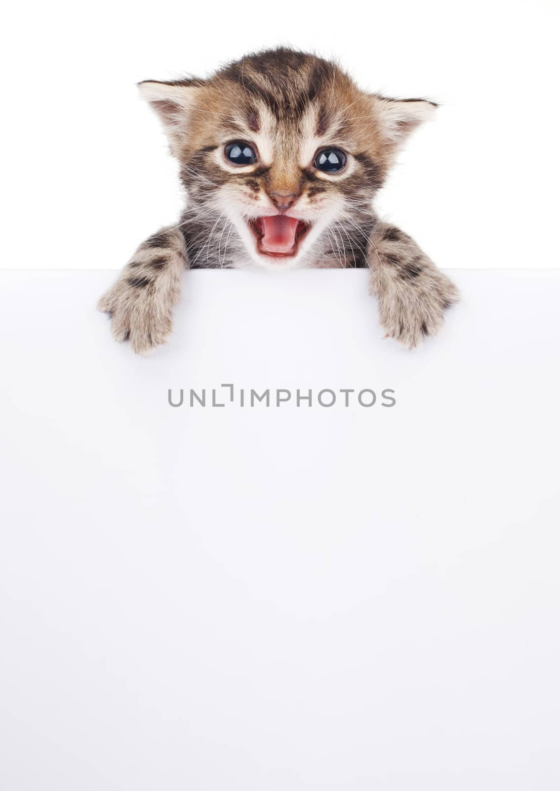 Kitten hanging over blank poster-board, you add the message